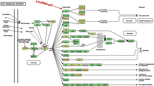 Figure 7 Differentially expressed genes in p53 signaling pathway. Red rectangles mean differentially expressed genes.