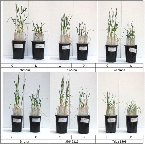 Figure 5. The photographs of 11-week-old wheat plants grown in control (C) or drought (D) conditions. Telimena, Sirocco and Goplana were selected as drought-sensitive genotypes and Struna, SMJ 2115 and Tdoz 1508 as drought-resistant genotypes.