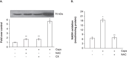 Figure 3.  NADH-dependent WST-1 reduction and expression of Ecto-NOX1. (A) Western blot analysis of Ecto-NOX1. Platelets were left untreated or treated with 100 μM capsaicin (Caps) for 45 min, and immunoblotted with anti-Ecto-NOX1 antibody. The second bar represents platelets pre-treated with NAC for 15 min, before incubation with capsaicin; the third bar represents platelets incubated with capsaicin in the presence of 1 mM cycloheximide (CX). The radiograph is representative of four similar experiments. The histogram represents the densitometric analysis of autoradiography. Values are the means ± SE of three independent experiments, values are reported as fold over control, arbitrarily set to 1, after normalization with tubulin. *p < 0.001 vs. untreated platelets; **p < 0.05 vs. capsaicin. (B) NADH oxidation. Platelets were treated as in A and NADH oxidase activity was detected in whole cells, as described in Materials and methods.