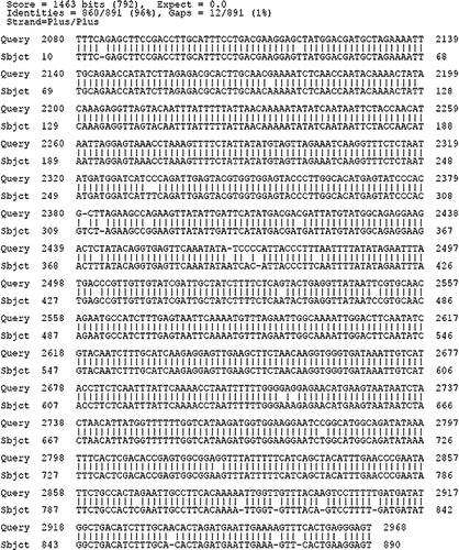 Figure 3.  Taxadiene synthase sequence alignment (http://blast.ncbi.nlm.nih.gov). Query: T. baccata txs gene, accession no. AJ320538, Sbjct: C. langeronii txs sequence obtained in course of research.