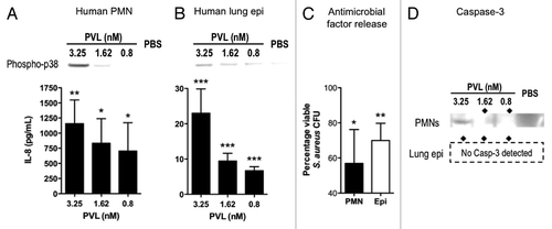 Figure 4. Immunomodulatory effects of PVL on human cells. (A and B) Detection of phospho-p38 and human IL-8 produced by purified PMNs (A) and cultured A549 human alveolar basal epithelial cell line (B) exposed to indicated concentrations of purified PVL. (C) Percentages of viable MRSA strain MW2 after addition of supernatants from the indicated cells that were first incubated with purified PVL, compared with bacterial count in cells lacking exposure to PVL. Bacterial counts from cell supernatant killing assays are averaged from a minimum of 3 independent experiments. Error bars denote SEM. Statistical analyses were performed by the t-test (***p < 0.01; **p < 0.05; *p < 0.01). (D) Production of Caspase 3, as determined by immunoblot, from indicated cells 6 h after exposure to indicated concentration of PVL. ◆ denotes PVL concentrations that stimulate release of antibacterial factors by cells.