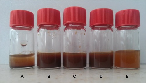 Figure 2 Photographs of (A) MNPs, (B) TMC–MNPs, (C) BN–TMC–MNPs, (D) DOTA–BN–TMC–MNPs, and (E) 68Ga–DOTA–BN–TMC–MNPs in suspension. TMC–MNPs, BN–TMC–MNPs, DOTA–BN–TMC–MNPs, and 68Ga–DOTA–BN–TMC–MNPs showed dispersion stability in suspension, but MNPs (A) precipitated quickly.Abbreviations: MNP, magnetic nanoparticle; TMC, N,N,N-trimethyl chitosan; BN, bombesin; DOTA, S-2-(4-isothiocyanatobenzyl)-1,4,7,10-tetraazacyclododecane tetraacetic acid; 68Ga, gallium-68.