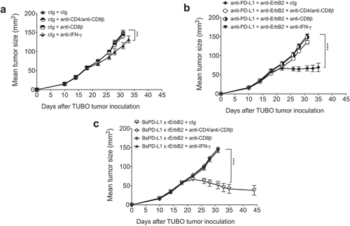 Figure 7. Mechanism of BsPD-L1xrErbB2 antibody therapy is dependent on CD8+ T cells and IFN-γ. TUBO tumor cells (5 × 105 cells) were injected subcutaneously into Balb/c wild type mice, and treated with (a) control Ig (b12, 200μg), (b) anti-PD-L1+ anti-ErbB2 combination (100μg each) or (c) BsPD-L1xrErbB2 bispecific (100μg) injected intraperitoneally on days 19, 22, 26 and 29. Additionally, some groups of mice were treated with control IgG (cIg), CD4- and CD8-depleting anti-CD4/anti-CD8β antibodies or IFN-γ neutralizing anti-IFN-γ antibodies. Mice were monitored for tumor growth and results are expressed as mean tumor area ± SEM. Statistical analysis was performed using two-way ANOVA Turkey’s multiple comparisons test (***, P < 0.0005; ****, P < 0.0001).