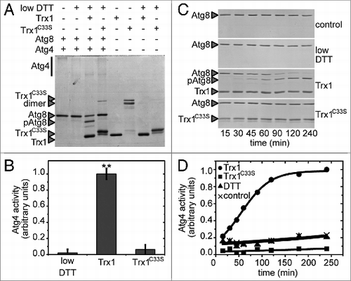 Figure 4. Activation of Atg4 by thioredoxin. Atg4 activity was monitored as in Figure 2. (A) Atg4 activity was measured after incubation for 1 h in the presence (+) or absence (−) of 25 μM DTT, 5 μM Trx1 and 5 μM Trx1C33S as indicated. (B) Quantification of Atg4 activity analyzed as in (A). The data are represented as mean ± standard deviation (n = 3). “**,” Differences were significant at P < 0.01 according to the Student t test between DTT and Trx1 samples, and between Trx1 and Trx1C33S samples. (C) Kinetics of Atg4 activation in the presence of diverse reductants as indicated using the same concentrations as in (A); control, no electron donor was added. (D) Quantification of Atg4 activity analyzed as in (C). The unprocessed (Atg8) and processed (pAtg8) forms of Atg8, Trx1 and monomeric and dimeric Trx1C33S are marked with arrowheads. The reference sample for quantification was Trx1+DTT and Trx1+DTT, 240 min in (B and D), respectively.