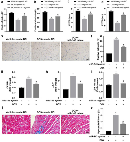 Figure 2. miR-143 improves myocardial injury in DOX-induced (2.5 mg/kg) rats (n = 5). a-d: quantitative analysis of echocardiographic detection of cardiac function (LVEF, LVFS, LVEDD, and LVESD); e-f: TUNEL staining to detect apoptosis in myocardial tissues; g-i: ELISA to detect levels of CK-MB, cTnT, and LDH in myocardial tissues; j-k: Masson staining to observe myocardial tissue fibrosis, scale bar = 50 μm; *p < 0.05 compared with the vehicle + agomir NC group, #P < 0.05 compared with the DOX + agomir NC group. Values in the figure were measurement data and expressed as mean ± standard deviation. One-way ANOVA with Tukey’s post hoc test (a-d, f-i, k) was used for comparisons among multiple groups.