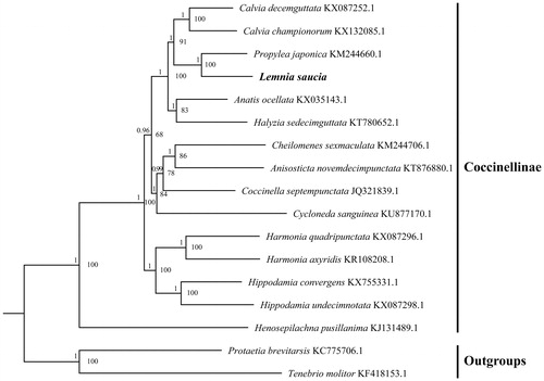 Figure 1. Phylogenetic tree obtained from ML and BI analysis based on 13 concatenated mitochondrial PCGs. Numbers on node are posterior probability (PP) and bootstrap value (BV).