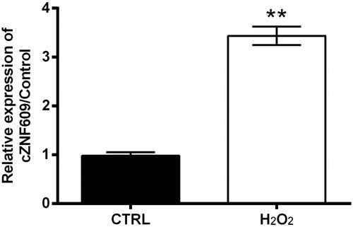 Figure 2. cZNF609 expression induced by H2O2 in HaCaT cells. HaCaT cells were stimulated with 300 μM H2O2 for 12 h. cZNF609 level was checked by qRT-PCR. ** indicates p-value less than .01.