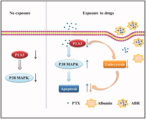 Figure 6. Schematic model presenting the role of plastin 3 (PLS3) in the regulation of apoptosis induced by paclitaxel (PTX) or Abraxane (ABR) in triple-negative breast cancer cells. In cells with no exposure, PLS3 down-regulation inhibits p38 MAPK signalling pathway. In cells exposed to PTX, PLS3 down-regulation augments the sensitivity to PTX by enhancing apoptosis via activation of the p38 MAPK signalling pathway. In PLS3-silenced cells exposed to ABR, impaired endocytosis neutralises the apoptosis induced by the free PTX.