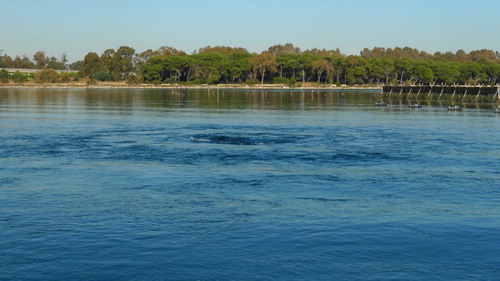 Figure 4. Submerged artesian spring (Citro Galeso) in the Mar Piccolo area. For the location of Citro Galeso, see Figure 1.