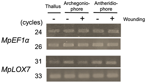 Fig. 5. Expression level of MpLOX7 in thalli, archegoniophores before mechanical wounding and after mechanical wounding, and antheridiophore before mechanical wounding and after mechanical wounding.