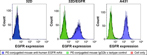 Figure S5 EGFR expression levels on the surface of tumor cell lines. EGFR expression on the surface of tumor cell lines was examined by flow cytometry using PE-conjugated mouse anti-human EGFR mAb. A PE-conjugated mouse IgG2b κ isotype served as a negative control. The cell surface expression levels of EGFR were A431 > 32D/EGFR. In contrast, 32D cells were devoid of EGFR.Abbreviations: cet, cetuximab; dex, dextran; EGFR, epidermal growth factor receptor; PEG, polyethylene glycol; SPIONs, superparamagnetic iron oxide nanoparticles; PE, phycoerythrin; mAb, monoclonal antibody; Ig, immunoglobulin.