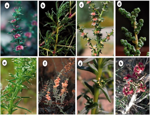 Figure 1. Photographs of selected Salsola spp.; a. S. kali (adapted from kali https://gobotany.nativeplanttrust.org/sp./salsola/kali/), b. S. collina, c. S. tragus, d. S. imbricata (adapted from https://www.floraofqatar.com/amaranthaceae.htm), e. S. komarovii, f. S. oppositifolia Desf. (adapted from adapted from https://powo.science.kew.org/), g. S. soda (adapted from https://eunis.eea.europa.eu/sp./168053), h. S. laricifolia (adapted from https://panama.inaturalist.org/taxa/985676-Salsola-laricifolia).