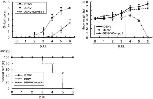 Figure 5. DENV protease inhibitor 4 protected ICR-suckling mice from DENV infection. Six-day-old ICR-suckling mice were intracerebrally injected with heat-inactive DENV (iDENV, n = 6) or active DENV (DENV, n = 6). Mice-receiving DENV were treated with 1 mg/kg of compound 4 (n = 6) at 1, 3, 5 dpi. Panel A, clinical scores, Panel B, body weight, and Panel C, survival rate were recorded every day. Disease severity was scored as follow: 0: healthy, 1: slightly sick (reduced mobility), 2: inappetance, 3: weight loss and difficult to move, 4: paralysis, 5: death. Each group included six mice. Error bars denote the means ± SD.