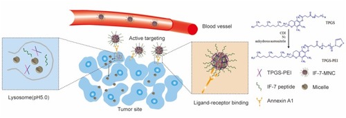 Scheme 1 A carbohydrate mimetic peptide IF-7-modified PEG-PLA/TPGS-PEI micellar nanocluster (IF-7-MNC) was prepared by emulsification−evaporation method to form the cross-link framework of TPGS-PEI to encapsulate the PEG-PLA micelles inside. IF-7 was applied as a targeting motif to bind with receptors in the tumor cells, enhancing IF-7-MNC in vivo chances of tumor accumulation and more micelles released to penetrate into tumor sites.