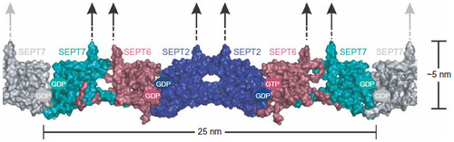 Figure 2 Representation of the crystal structure of the SEPT7, SEPT2, and SEPT2 complex.