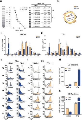 Figure 1. Floatation on iodixanol gradients separates sEVs with distinct RNA and DNA profiles.(a) Density gradient fractionation of HMC-1 and TF-1 small EVs (sEVs). Nine fractions of 1 mL each were collected from top to bottom from iodixanol density gradients and washed in 38-94 mL of PBS by ultracentrifugation. Their densities were analysed by measuring the absorbance at 340 nm ranging from 1.111 to 1.278 g/mL for HMC-1 (F1–F9) and from 1.103 to 1.284 g/mL for TF-1 (F1–F9). Data are plotted as the mean of three independent experiments ± SEM. F1–F3 were considered as low-density (LD) fractions and F4–F7 as high-density (HD) fractions. (b) Representative illustration of nucleic acids, including RNA species (blue) and DNA species (orange), associated with the inside and outside of the sEVs. (c–d) Percentage of DNA (orange) and RNA (blue) in the HMC-1 and TF-1 gradient fractions. DNA and RNA concentrations were quantified with High-Sensitivity DNA and DNA 7500 chips and RNA 6000 Nano and Pico total RNA kits. Bars represent the mean + SEM of three independent experiments for DNA and two independent experiments for RNA. (e) Representative RNA Bioanalyzer profiles (blue) of HMC-1 and TF-1 F1–F7 from Pico total RNA chips. (f) Representative DNA Bioanalyzer profiles (orange) from HMC-1 and TF-1 F1–F7 run in High-Sensitivity DNA chips. The y-axis of the electropherograms represents fluorescent units (FU) and the x-axis represents the nucleotide length (nt). Please note that the y-axes have different scales. (g-h) Bar graphs representing the total amount (ng) of DNA (orange) and RNA (blue) in LD and HD fractions from HMC-1 and TF-1 density gradients. Bars show the mean + SEM of three independent experiments for DNA and two independent experiments for RNA.