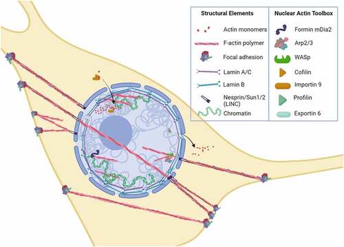 Figure 1. Actin tool box defines actin structure into the nucleus.