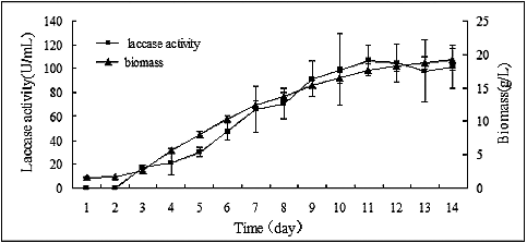 Figure 1. Time course of laccase activity and biomass accumulation of P. ostreatus (ACCC 52857) cultivated in PDB medium.