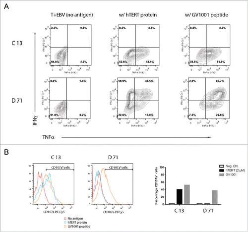 Figure 4. T-helper clones C13 and D71 respond to naturally processed hTERT epitopes with secretion of INFγ, TNFα, and CD107a. T-cell clones C13 and B71 were stimulated with irradiated EBV-transformed cells +/− peptide GV1001 or a 173 aa hTERT protein fragment. The cultures were incubated overnight and analyzed by flow cytometry. Top panels in (A) show INFγ/TNFα staining for clone C13. Bottom panels in (A) show INFγ/TNFα staining for clone D71. Panel (B) shows CD107 a secretion for clones C13 and D71. The bar chart (right) shows the percentage of CD107a+ T cells, as determined from the CD107a+ cell region indicated in the histograms.