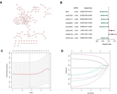 Figure 4 A prognostic risk model was constructed from the prognostic 4‐lncRNAs signature. (A) Hypoxia-related mRNA-lncRNA co-expression network (B) A forest map showed 8 DElncRNA pairs identified by Cox proportional hazard regression (C) Plots of the cross-validation error rates. (D) LASSO coefficient profiles of the 8 prognostic lncRNAs.