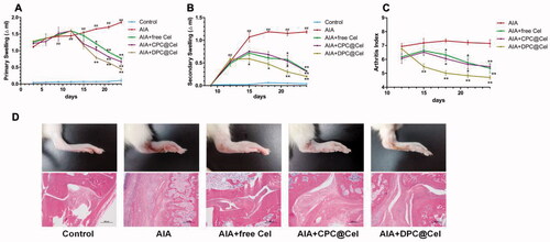 Figure 9. AIA clinical symptoms are effectively attenuated by administration of DPC@Cel. (A) The joint swelling rate of the right hind paw of rats were evaluated every 3 days until sacrifice. (B) The joint swelling rate of the left hind paw of rats were evaluated every 3 days until sacrifice. (C) The clinical scores of the right hind paw of rats were evaluated every 3 days until sacrifice. (D) Representative gross lesions, pathological staining with H&E. Data are presented as mean ± SD (n = 5), *p < 0.05, **p < 0.01, ***p < 0.001.