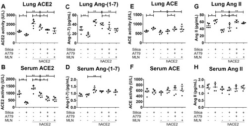 Figure 5 Overexpression of hACE2 regulates the activity of ACE/ACE2 and the concentration of Ang II/Ang-(1–7) in hACE2-transgenic silicotic mice. (A, B) The activity of ACE2 in the lung tissue and serum, respectively. (C, D) The concentration of Ang-(1–7) in the lung tissue and serum, respectively. (E, F) The activity of ACE in the lung tissue and serum, respectively. (G, H) The concentration of Ang II in the lung tissue and serum, respectively. ELISA was used for all experiments. Values represent the mean ± SD, n = 5 independent experiments, *P < 0.05 vs corresponding group, **P < 0.01 vs corresponding group.