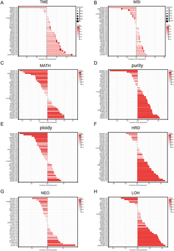 Figure 8 Pan-cancer Spearman analysis of tumor heterogeneity and FAM111B expression. (A) Correlation analysis between TMB and FAM111B expression levels; (B) Correlation analysis between MSI and FAM111B expression levels; (C) Correlation analysis between MATH and FAM111B expression levels; (D) Correlation analysis between purity and FAM111B expression levels; (E) Correlation analysis between tumor ploidy and FAM111B expression level; (F) Correlation analysis between tumor HRD and FAM111B expression level; (G) Correlation analysis between NEO and FAM111B expression level; (H) Correlation analysis between LOH and FAM111B expression level.
