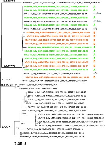 Figure 2. Sequence clusters for variants containing a T at position 28942. Extraction of the ML tree shown in Figure 1 for those sequences congaing the mutation leading to the +/+/- pattern. Lineages are indicated and sequences belonging to cluster A or B are coloured in orange a green, respectively. Branch length is indicative of nucleotide substitutions per site.
