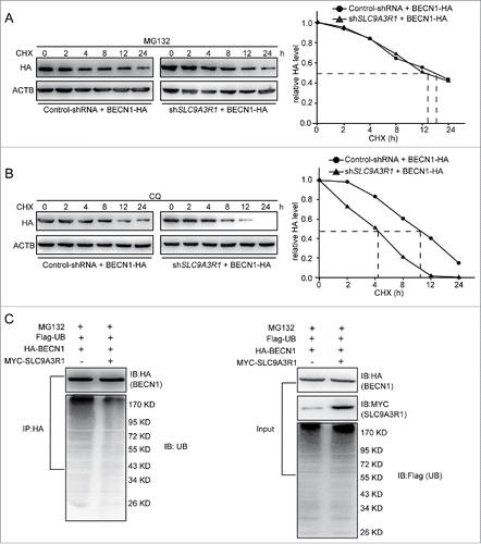 Figure 5. SLC9A3R1 inhibits the proteasomal degradation of BECN1. (A) MG132 inhibition of the proteasome blocks the degradation of BECN1 induced by SLC9A3R1 depletion. MCF-7 cells were overexpressed HA-tagged BECN1 by lentivirus vector and treated with MG132 (10 μmol/L) for 2 h and then treated with CHX (20 μmol/L) for the indicated times. (B) CQ inhibition of the lysosome does not affect the degradation of BECN1 induced by SLC9A3R1 depletion. MCF-7 cells were overexpressed HA-tagged BECN1 by lentivirus vector and treated with CQ (100 μmol/L) for 12 h and then treated with CHX (20 μmol/L) for the indicated times. (C) Overexpression of SLC9A3R1 eliminates the ubiquitination of BECN1. MDA-MB-231 cells were transfected with Flag-ubiquitin, HA-BECN1 and MYC-SLC9A3R1 expression plasmids for 24 h and then treated with MG132 (10 μmol/L) for 2 h; the cell lysates were immunoprecipitated using an anti-HA antibody, and the precipitates were probed with anti-ubiquitin and anti-HA antibodies. CHX, cycloheximide; CQ, chloroquine; UB, ubiquitin.