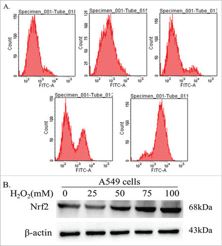 Figure 7. Effect of ROS on expression of Nrf2. (A) Flow cytometry verified that the level of intracellular ROS in cancer cells gradually increased along with high concentration of H2O2. (B) After treatment A549 cells with H2O2 for 24h. The results showed that the expression of Nrf2 increased after treating with ROS in dose dependent manner.