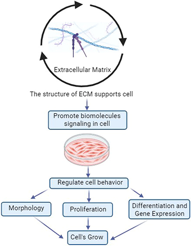 Figure 4 Principle of ECM for Cell Growth.