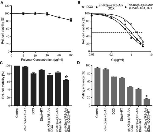 Figure 3. Cytotoxicity and anti-proliferation effects of different micelle formulations in cultured U251 cells. (A) Concentration-dependent cytotoxicity of empty ch-K5(s-s)R8-An micelles. (B) Concentration-dependent toxicity of free DOX, ch-K5(s-s)R8-An/DOX micelles, and ch-K5(s-s)R8-An/(Dbait-DOX) micelles + RT following 48-h incubation. Data were fitted with a linear fit function. (C) Cell viability and (D) colony formation of U251 cells subjected to PBS (control), empty ch-K5(s-s)R8-An micelles, DOX, Dbait + RT, ch-K5(s-s)R8-An/Dbait micelles + RT, ch-K5(s-s)R8-An/DOX micelles, and ch-K5(s-s)R8-An/(Dbait-DOX) micelles + RT. Data in (C,D) were normalized to control (n = 3, *P < 0.05).