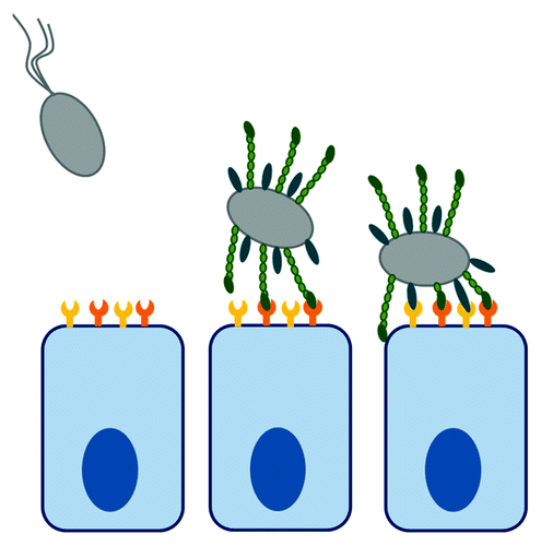 Figure 1. Bacterial attachment to host cells. Upon encountering host cells, bacteria are attracted by weak, non-specific forces, which are driven by physicochemical properties of bacterial and host surface. Initial low-affinity attachment is driven by specific surface receptors but still allows the bacterium to sample the host cell surface. Initial interactions are reinforced by additional receptor pairing, leading to overall high affinity of binding.