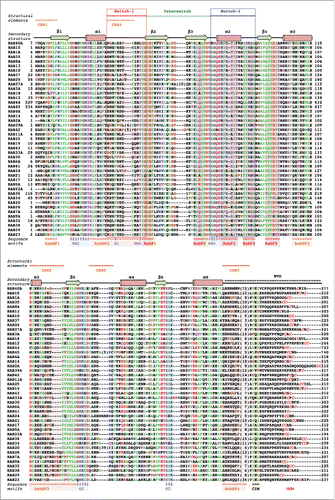 Figure 1. Sequence alignment of human Rab G-domains. Conserved nucleotide binding motifs are highlighted: PM1-PM3 - phosphate, magnesium binding motifs; G1-G3 - guanine moiety binding motifs. Rab family specific motifs (RabF1–5), Rab subfamily specific motifs (RabSF1–4) as well as C-terminal interacting motif (CIM) are highlighted. C-terminal cysteines (red) within geranylgeranylation motifs (GGM) are found in one of the following combinations: XXXCC, XXCCX, XCCXX, CCXXX, XXCXC and XCXXX. Hydrophobic triad residues (see Fig. 4) are marked in yellow. Secondary structure elements corresponding to the Rab3 structure (3RAB) are shown on the top, as well as Switch-1, Interswitch, Switch-2, complementarity-determining regions (CDR1–5) and the hyper-variable C-terminal domain (HVD). Rab sequences are presented in an order of proximity in the phylogenetic tree of human Rabs.Citation4 The G-domains of closely related Rabs (Rab26 and Rab37) share 76% sequence identity while the more diverse family members (Rab1A and Rab20) exhibit as low as 16% G-domain identity. Among the human Rabs the protein lengths vary between 194 (Rab22a) to 740 residues (RasEF45 or Rab45). Residue conservation color code: red -negatively charged, blue - positively charged, polar - magenta, hydrophobic - green, prolines and glycines -brown. The protein sequences Uniprot database accession numbers: RAB23 Q9ULC3; RAB29 O14966; RAB38 P57729; RAB32 Q13637; RAB9A P51151; RAB7A P51149; RAB28 P51157; RAB20 Q9NX57; RAB34 Q9BZG1; RAB36 O95755; RAB22A Q9UL26; RAB5A P20339; RAB17 Q9H0T7; RAB21 Q9UL25; RAB24 Q969Q5; RAB41 Q5JT25; RAB6A P20340; RAB30 Q15771; RAB33A Q14088; RAB43 Q86YS6; RAB19 A4D1S5; RAB25 P57735; RAB11A P62491; RAB42 NP_001180461.1; RAB39A Q14964; RAB2A P61019; RAB14 P61106; RAB4A P20338; RASEF45 Q8IZ41; RAB44 Q7Z6P3; RAB12 Q6IQ22; RAB18 Q9NP72; RAB3A P20336; RAB27A P51159; RAB26 Q9ULW5; RAB37 Q96AX2; RAB10 P61026; RAB13 P51153; RAB8A P61006; RAB35 Q15286; RAB1A P62820; RAB15 P59190; RAB40A Q8WXH6.