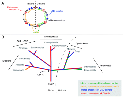 Figure 1. Evolutionary histories of known nuclear envelope components. (A) Cartoon of structures at, and associated with, the nuclear envelope. Shown are the nuclear pore complex/karyopherins (red), Sun/Kash (LINC complex) proteins (blue) and known components of a nuclear lamina (lamins, green; NUP-1, yellow). (B) The evolutionry distributions of the nuclear pore complex/karyopherins, Sun/Kash proteins and known nuclear lamina proteins are shown colorized and overlaid upon a schematic phylogeny of the eukaryotes, emphasizing the five contemporary-recognized supergroups. FECA, First eukaryotic common ancestor; LECA, Last eukaryotic common ancestor; KAP, karyopherin; SAR + CCTH, stramenopiles alveolates, and Rhizaria + cryptomonads, centrohelids, telonemids and haptophytes.