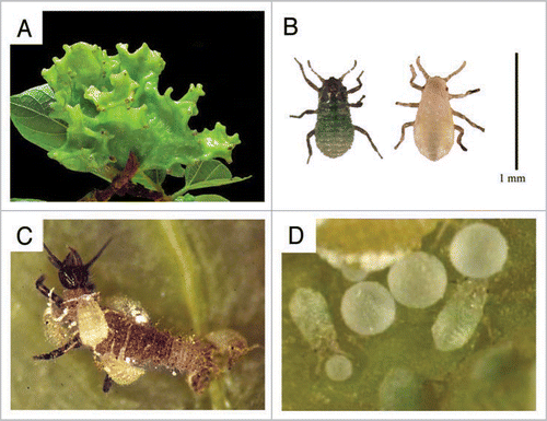 Figure 1 Ecology and life cycle of Tuberaphis styraci. (A) A mature 2nd-year-gall. (B) Two types of 2nd instar nymphs. Left, soldier. Right, normal nymph. Soldiers are easily recognized by sclerotized cuticle and greenish color, in contrast to soft cuticle and yellowish color of normal 2nd instar nymphs. Bar = 1 mm. (C) Soldiers attacking a lacewing larva. (D) Soldiers pushing honeydew globules with their heads. Here we summarize the ecology and life cycle of T. styraci. This aphid has a biennial life cycle on the host tree Styrax obassia.Citation20,Citation21 A fundatrix that hatched from an overwintered egg forms a small gall, and next year the incipient gall grows into a large gall, around 10 cm in diameter and coral-shaped. In the gall, adult females parthenogenetically produce monomorphic 1st instar nymphs. When they molt into 2nd instar, two distinct morphs, normal 2nd instar nymphs and soldiers, appear. Normal 2nd instar nymphs grow to adult and reproduce, whereas soldiers neither grow nor reproduce but are specialized for altruistic tasks, colony defense and housekeeping. Soldiers are gathering around small holes on the underside of the gall, guarding the openings, and cleaning the gall by pushing honeydew globules, shed skins and corpses out of the holes. Encountering intruders, soldiers aggressively attack them by stinging with their stylets and injecting toxic saliva. It was recently shown that the soldiers produce a venomous protease in their gut and inject it into predators for defense.Citation57,Citation58 Aphid predators such as syrphid maggots and lacewing larvae are tormented, paralyzed or killed by the attack, and usually drop off the gall surface with attacking soldiers attached to them. Therefore, the attacking behavior of soldiers is highly self-sacrificing. Mature large galls of T. styraci sometimes contain over 20,000 insects, more than a half of which may be soldier individuals. In late August to mid October, alate sexuparae, which migrate to another S. obassia trees and produce the sexual generation, emerge from the mature gall via the exit holes. Males and females produced by the sexuparae copulate and produce eggs, which hatch in the next year.
