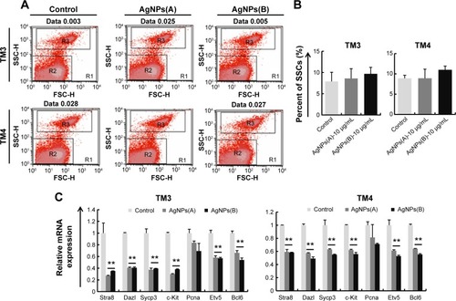 Figure 12 Effects of AgNPs on the proliferation and differentiation of SSCs.Notes: (A) FACS analysis of SSCs using CD49f antibody; (B) the percentage of SSCs cultured on TM3 or TM4 as feeder cells; (C) expression of the genes involved in meiosis, self-renewal, and differentiation assessed by quantitative RT-PCR and normalized to that of Gapdh. Incubation of SSCs on TM3 and TM4 cells treated with AgNP (10 μg/mL) caused a significant decrease in mRNA levels of the analyzed genes. The results are presented as mean ± SEM of triplicate measurements; **P<0.01.Abbreviations: AgNPs, silver nanoparticles; FACS, fluorescence-activated cell sorting; RT-PCR, real-time polymerase chain reaction; SEM, standard error of the mean; SSCs, spermatogonial stem cells; TM3, Leydig; TM4, Sertoli; FSC-H, forward scatter-height.