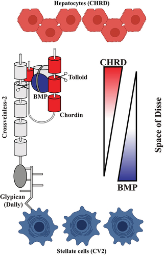 Figure 4. Diagram indicating the known biochemical functions of CHRD and CV2 in BMP morphogen signaling. Chordin is a protein that contains 4 VWF-C modules that bind BMPs. Twisted gastrulation is a co-factor that bridges the binding of BMP to Chordin modules and is shown as a dimer on top of BMP. At the high-BMP side of a BMP gradient the protein CV2, which has five VWF-C domains, binds to and concentrates BMP-Tsg-CHRD complexes, facilitating their cleavage by Tolloid metalloproteinases (shown by scissors). Once CHRD is cleaved, BMPs are liberated and signal through BMPR. While CHRD complexes readily diffuse between cells, CV2 contains a Vwf-D domain (shown here as an oval) that anchors it to Glypicans (called Dally in Drosophila) in the plasma membrane of the cells that secrete CV2. Because CHRD is expressed in hepatocytes (red) an CV2 in stellate cells (blue), we propose that these proteins may generate a BMP gradient within the perisinusoidal space of Disse in normal liver tissue.