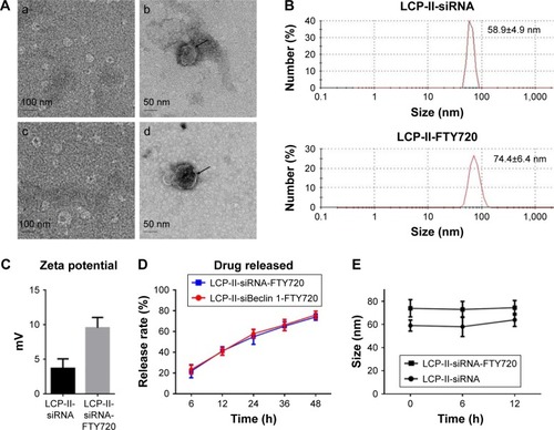 Figure 2 Characterization of LCP-II NPs loaded with siRNA and FTY720.Notes: (A) Representative TEM images of LCP-II-siRNA (a) without and (b) with negative staining and LCP-II-siRNA-FTY720 NPs (c) without and (d) with negative staining. Arrows in (b, d) show the lipid bilayer surrounding the CaP core. (B, C) Size and zeta potential distribution of LCP-II-siRNA and LCP-II-siRNA-FTY720. (D) FTY720 released from LCP-II-siRNA-FTY720 and LCP-II-siBeclin 1-FTY720 NPs over time in vitro. (E) The sizes of LCP-II-siBeclin 1 and LCP-II-siBeclin 1-FTY720 in the culture medium.Abbreviations: FTY720, fingolimod; LCP-II NPs, lipid/calcium/phosphate type II nanoparticles; siBeclin 1, Beclin 1 siRNA; TEM, transmission electron microscopy.