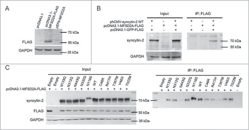 Figure 5. Interaction between syncytin-2/mutants and the MFSD2A receptor. (A) HeLa cells were transiently transfected with expression plasmids encoding either FLAG-tagged MFSD2A (pcDNA3.1-MFSD2A-FLAG) or MFSD2A without a FLAG tag (pEF6-MFSD2A) and subjected to Western blotting assay using an anti-FLAG antibody. The pcDNA3.1 empty vector was used as a control. (B) pcDNA3.1-MFSD2A-FLAG and phCMV-syncytin-2 were co-transfected into HeLa cells to test the sensitivity and specificity of the interaction between syncytin-2 and MFSD2A. Cell lysates were immunoprecipitated with an anti-FLAG antibody and immunoblotted with an anti-syncytin-2 antibody. phCMV empty vector and pcDNA3.1-GFP-FLAG were used as a control. (C) Cells expressing either syncytin-2 WT or the mutants were lysed, immunoprecipitated with the anti-FLAG antibody and immunoblotted with the anti-syncytin-2 antibody. phCMV empty vector and pcDNA3.1-GFP-FLAG were used as a control. WT, wild-type. Empty, phCMV empty vector.