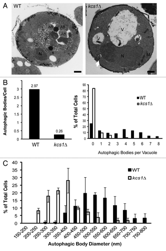 Figure 3. Deletion of KCS1 affects autophagosome biogenesis analyzed by electron microscopy. (A) Representative electron microscopic pictures of wild-type (WT) and kcs1Δ mutant cells after a 4 h incubation in SD-N medium in the presence of 1 mM PMSF. N, nucleus; AB, autophagic body; M, mitochondria; V, vacuole. Scale bars: 500 nm. Arrow pointing to an untypical autophagosome. (B) Quantification of the number of autophagic bodies per cell and per vacuole. Total cells analyzed: wild-type (n = 125) and kcs1Δ (n = 129). (C) Size distribution of autophagic body in wild-type and kcs1Δ cells. Size of autophagic bodies (diameter in nm) were measured using the ImageJ software.