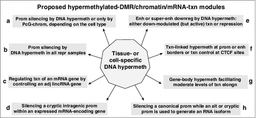 Figure 6. Schematic showing featured relationships between hypermethylated DMRs, chromatin state, and transcription of the associated mRNA-encoding genes for the 94 examined Mb-hypermethylated genes. The association of alternative splicing with DNA methylation is not included although four of the 94 genes gave some evidence for a correlation between tissue- or cell type-specific DNA hypermethylation and alternative use of splice isoforms (Supplementary Table S4a). Hypermeth, hypermethylation; txn, transcription; enh, enhancer; prom, promoter; PcG-chrom, chromatin enriched in repressive H3K27me3; adj, adjacent; lincRNA, long intergenic noncoding RNA; downreg, downregulation; elongn, elongation; “at CTCF sites” includes sites near but not within the consensus CTCF binding sequence.