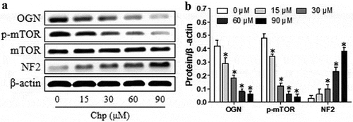 Figure 3. Chrysophanol (Chp) reduces OGN/mTOR signaling and activates NF2 signaling in HBL-52 cells in vitro. Cells were treated with different concentrations (0, 15, 30, 60, and 90 μM) of chrysophanol for 48 h. (a) Western blot of OGN, p-mTOR, total mTOR, and NF2. (b) Densitometry quantifying the relative levels in the experiments in panel A. *P< 0.05, compared with 0 μM chrysophanol