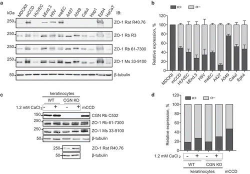 Figure 4. Increased expression of the ZO-1 (α+) isoform correlates with epithelial differentiation.(a). Immunoblotting analysis of lysates from the indicated cell lines, using antibodies against ZO-1 indicated on the right. (b) Quantification or relative expression of (α+) and (α-) IB signals in the indicated cell lines, following densitometric analysis (Materials and Methods). (c) Immunoblotting analysis of lysates from primary mouse keratinocytes either from WT or CGN-KO cells, either cultured in the absence of 1.2 mM calcium chloride (-), or after calcium-induced differentiation (+), using antibodies indicated on the right. Anti-cingulin antibody (C532) was used to verify genotype. Lysates of mouse mCCD cells were used as a control for the migration and expression of the two ZO-1 isoforms. (d). Quantification of relative expression of (α+) and (α-) in mouse primary keratinocytes, and mCCD cells, based on densitometric analysis of the data shown in (c).