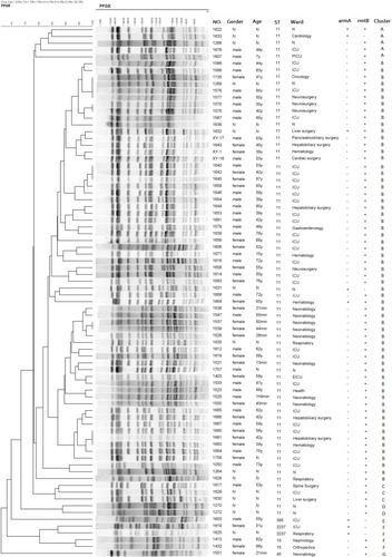 Figure 1 PFGE results for 78 CRKP isolates harboring 16S rRNA methyltransferase genes. The adjacent information shown on the right represents number of strains, gender, age, ST type, ward, armA and rmtB presence, and cluster, respectively.Abbreviations: PFGE, pulsed-field gel electrophoresis; CRKP, carbapenem-resistant Klebsiella pneumoniae.