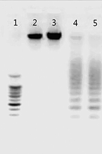 Figure 2. DNA fragmentation induced by compound 14 in SL2 cells. Line 1: marker; Line 2: control cells; Line 3: heat-treated cells; Line 4 and 5: cells treated by 50 µM compound 14 for 24 and 48 h.