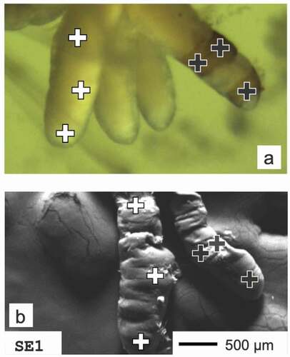 Figure 3. Measuring points of H. angustipennis anal papillae. (a) Upper photo was taken with the digital camera, (b) lower photo comes from SEM microscopy
