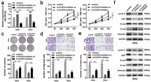 Figure 5. Downregulation of miR-493-5p increases the aggressiveness of CC. (a) The expression of miR-493-5p as detected by PCR. (b) Cellular viability determined using the MTT assay. (c) Cellular proliferation determined using the colony formation assay. (d and e) Cellular migration and invasiveness detected using the transwell assay. (f) The expression of cellular proteins determined by western blotting. **p < 0.01, compared with control group and si-CCAT2+ inhibitor nc group