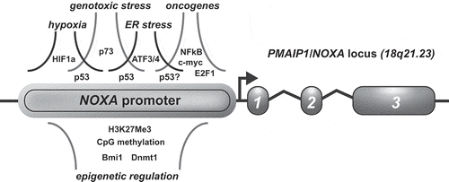 Figure 3. Signaling and cell stress pathways that impact on NOXA gene expression.Schematic depiction of the NOXA locus and promoter region. Transcription factors and cell stress pathways implicated in the induction of NOXA mRNA expression are shown above. Epigenetic factors and regulators are shown below. Arrow indicates transcription start site (TSS). See text for detailed description. H3K27Me3 = Histone H3 lysine27 trimethylation.