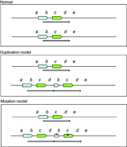 Figure 5. Tentative model of the chromosome region 9p, 1.2 Mb duplication. The green arrow represents the genes that are duplicated and thus present in 3 copies instead of the normal 2 copies. They include e.g., a group of interferon genes and the tumour suppressor genes CDKN2A/CDKN2B. The blue arrow represents the disrupted FOCAD gene where the 3’-end is present in three copies while the 5’-end is present in normal two copies.